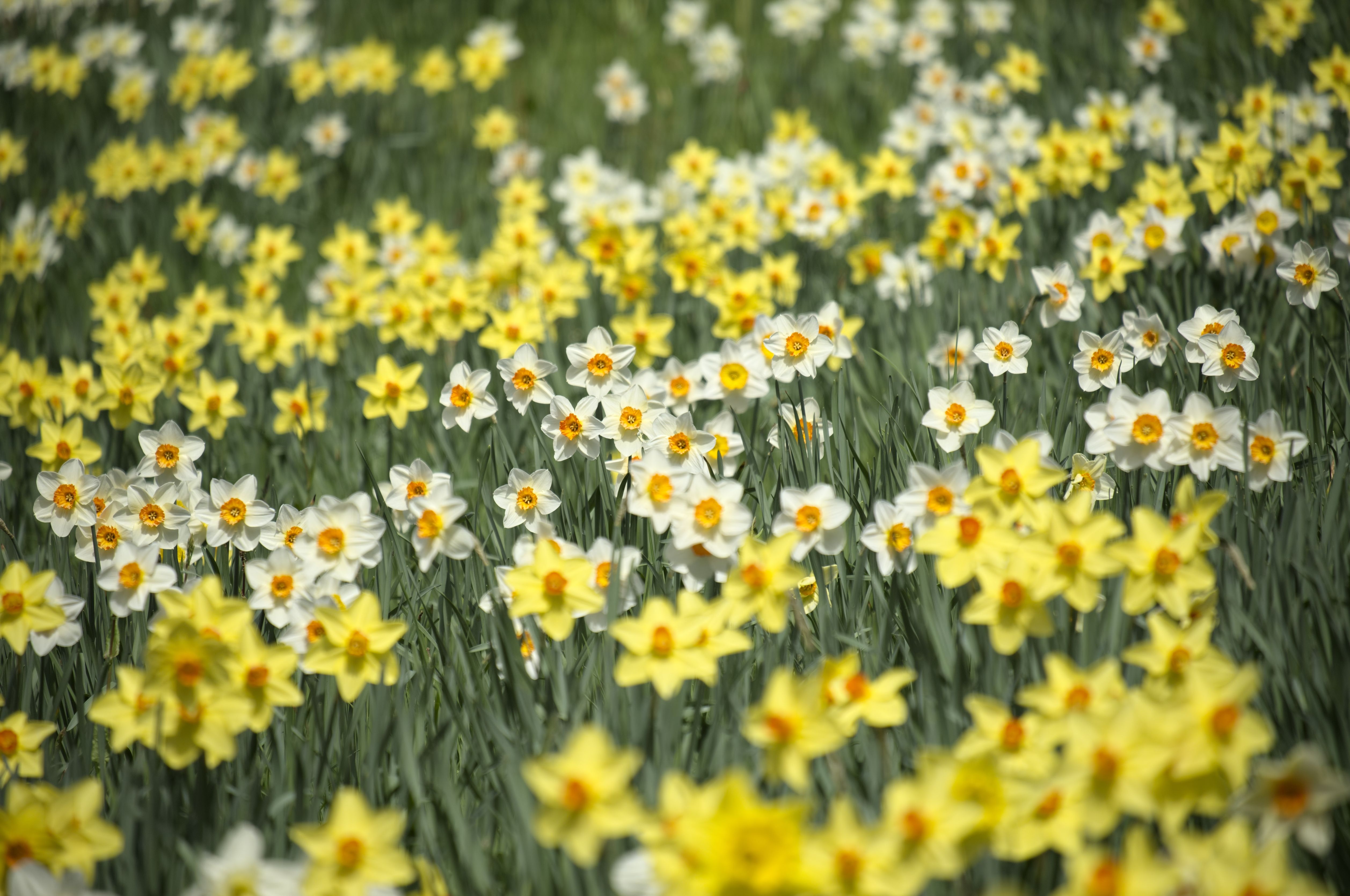 yellow and white spring flowers