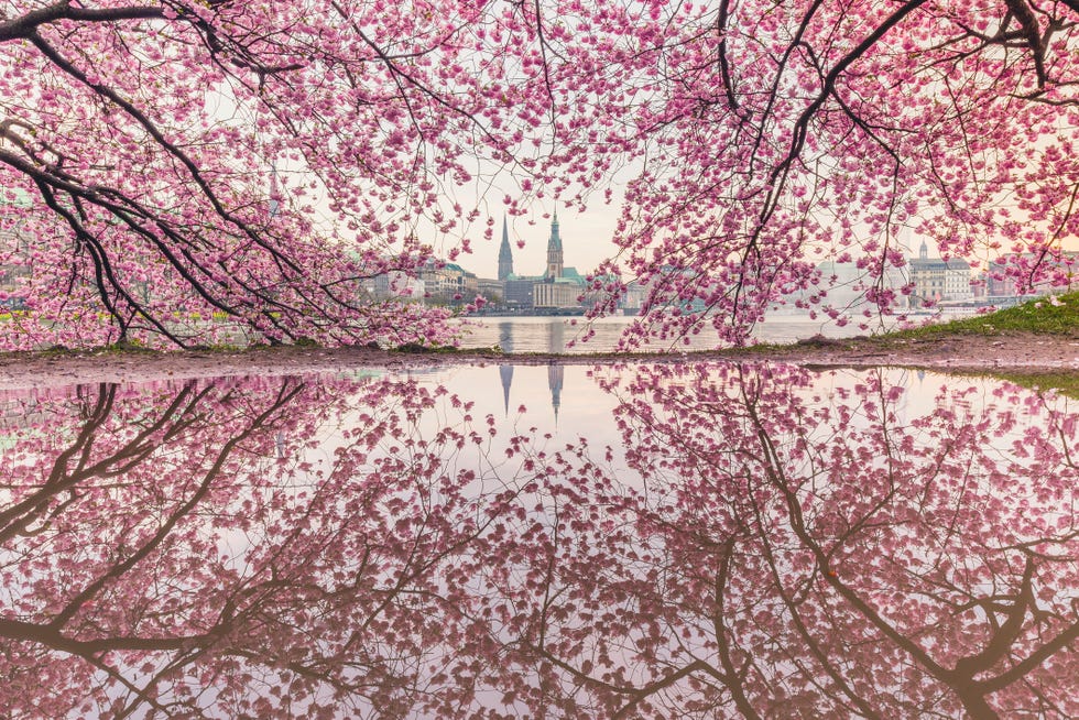 7 Destinations to See Cherry Blossoms Bloom Beyond Japan