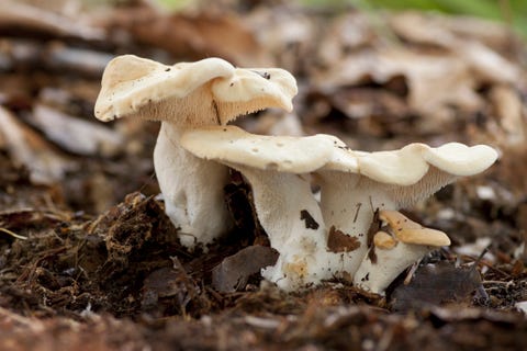 germany, hedgehog mushrooms, hydnum repandum