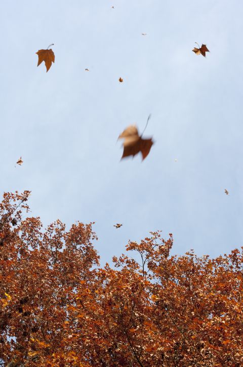 Germany, Hesse, Frankfurt, Tree and falling leaves
