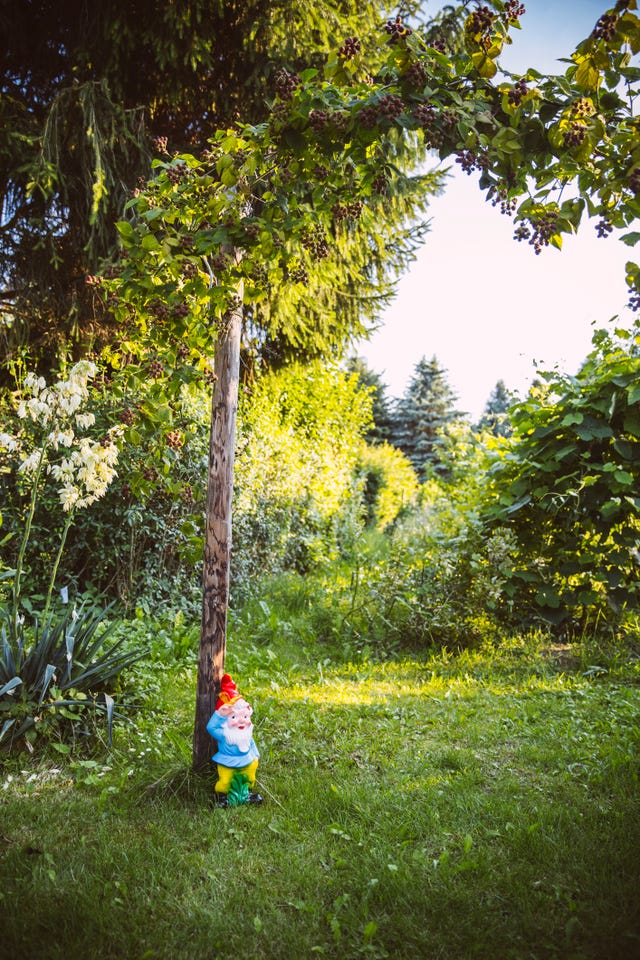 Garden gnome - Germany, Northrhine Westphalia, Bornheim, Gardengnome under tree