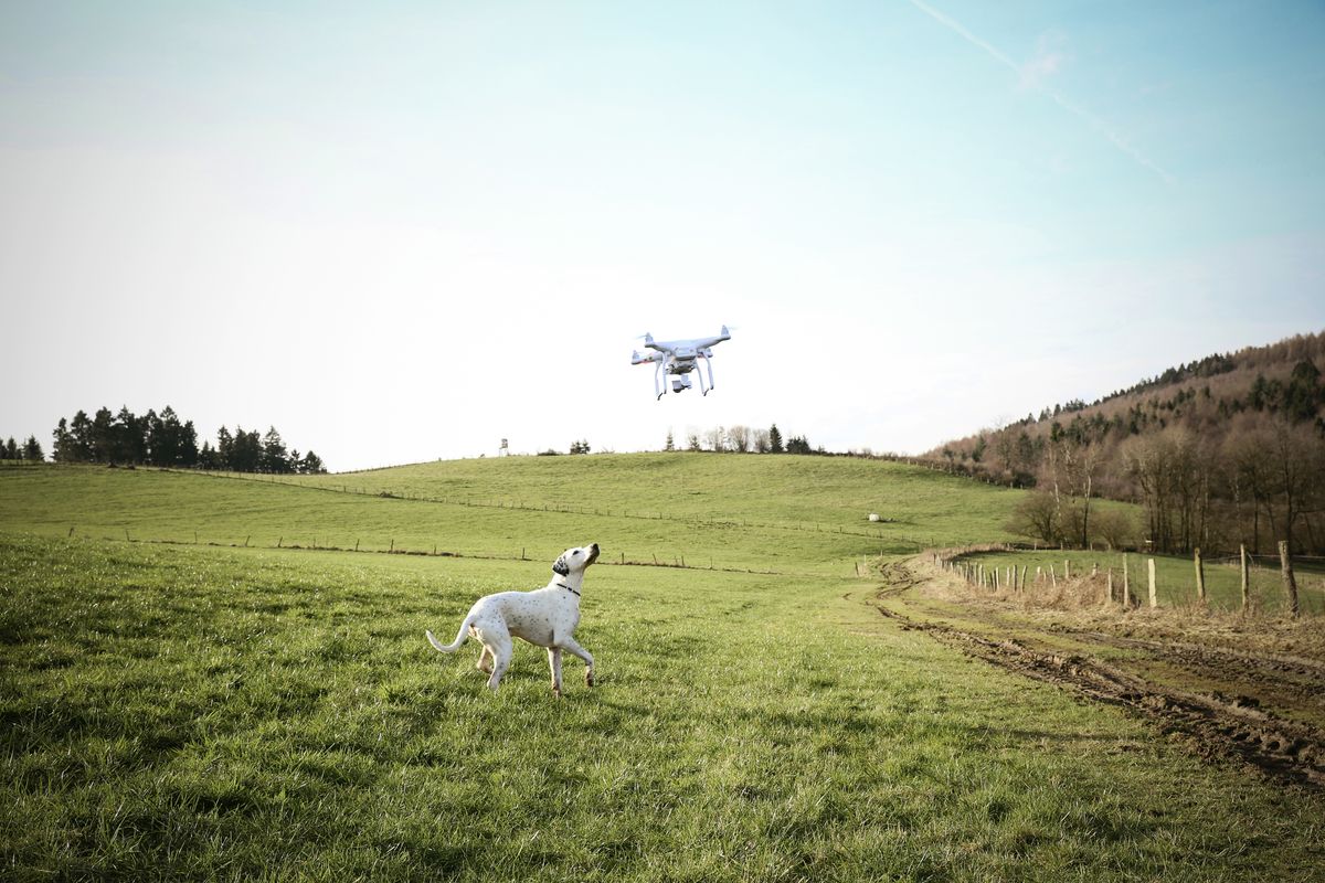 Germany, Sauerland, mongrel on a meadow watching flying drone