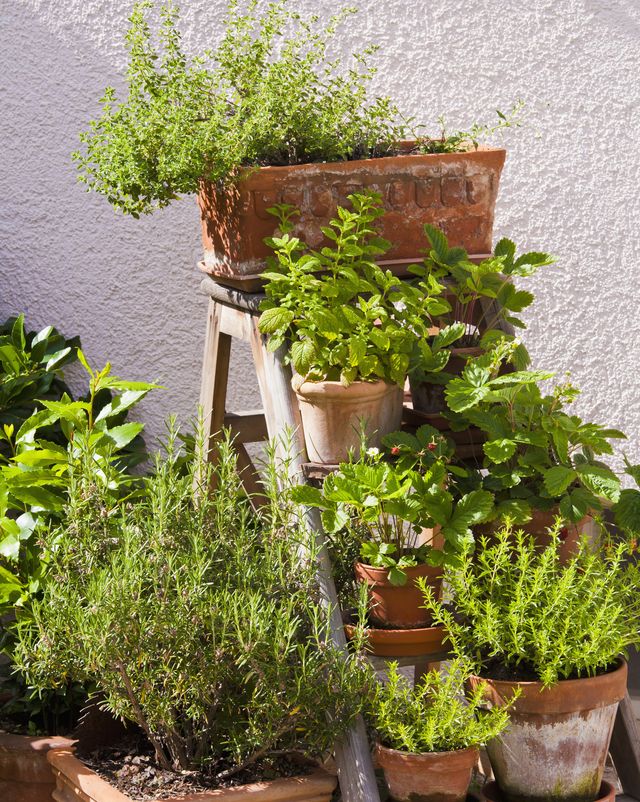germany, stuttgart, potted herbs in garden