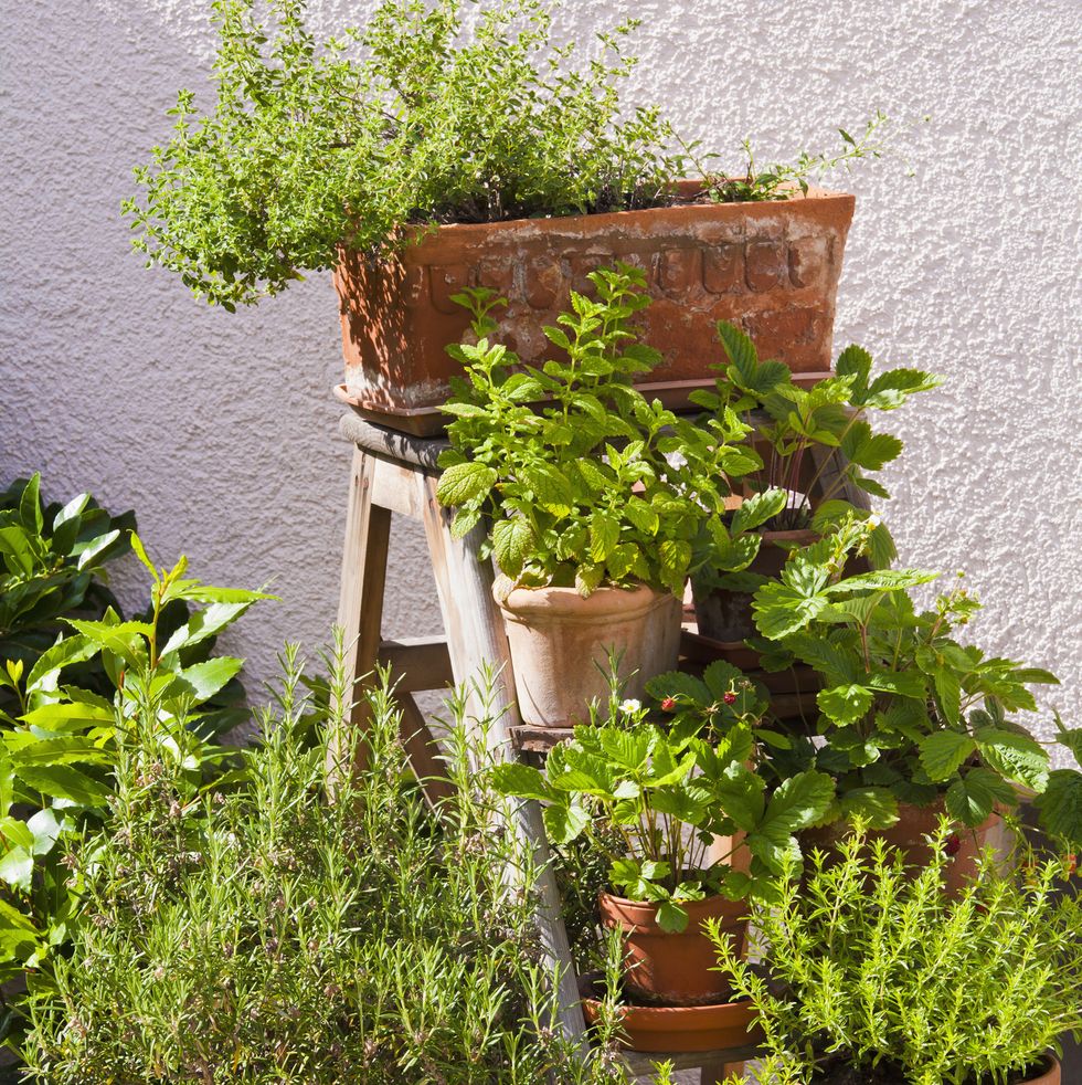 outdoor plants for patio