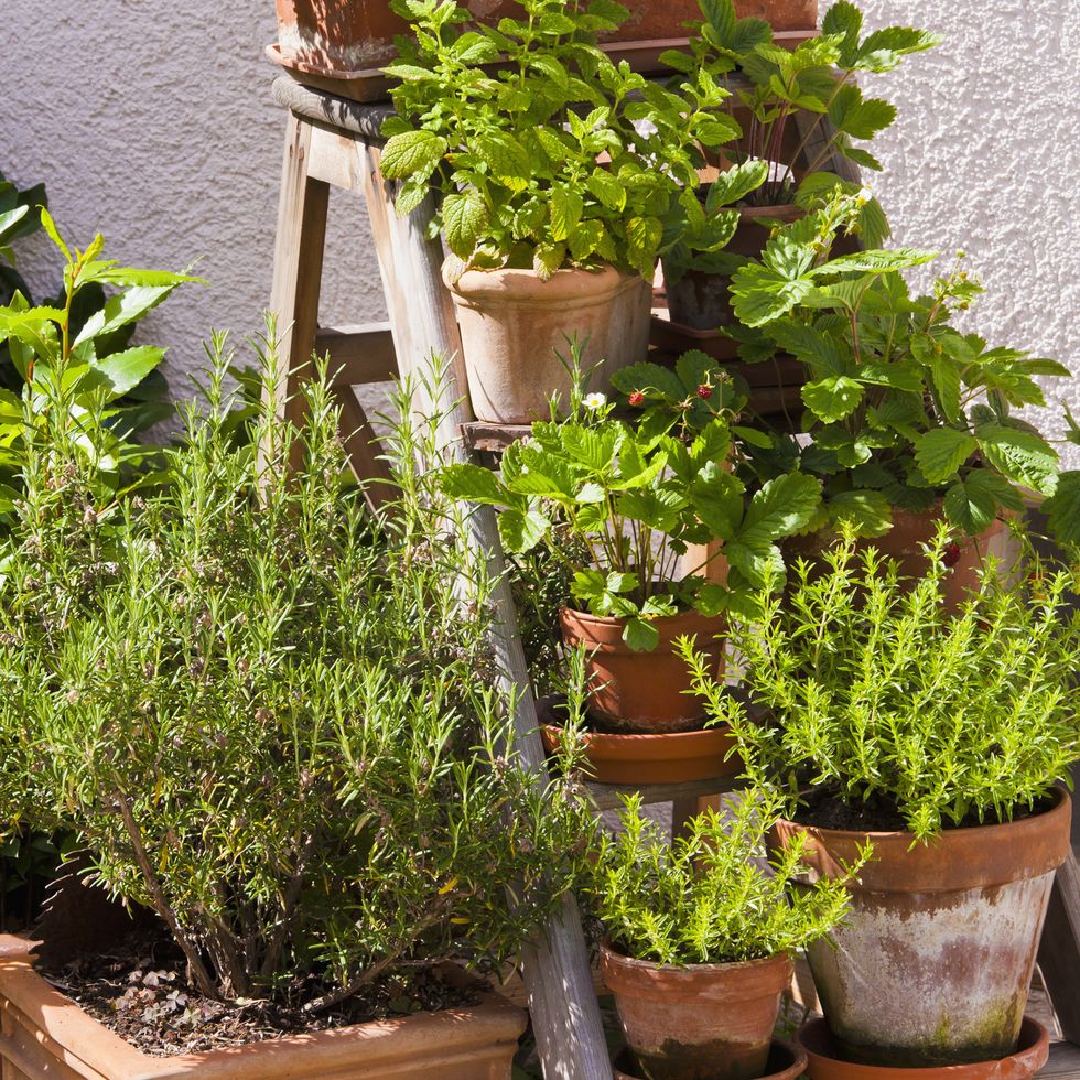germany, stuttgart, potted herbs in garden