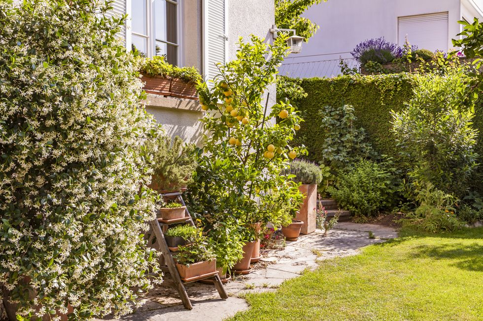 germany, stuttgart, potted plants in front of house