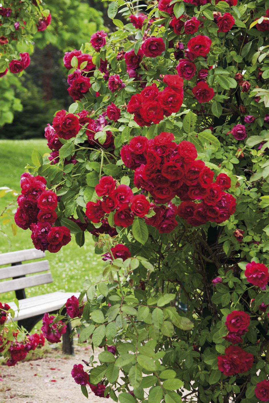 red bush roses