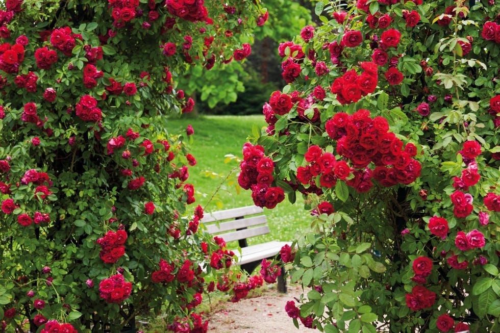 red bush roses