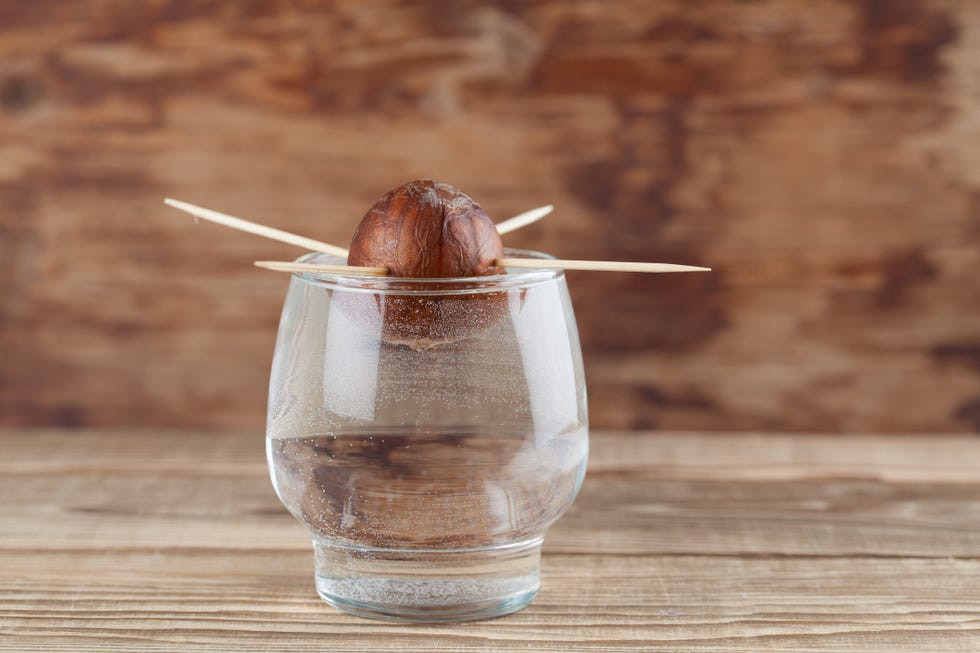 germinating avocado part 1