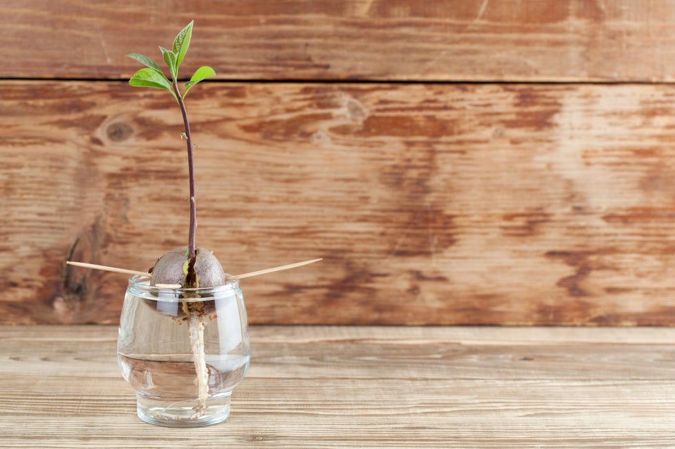 germinating avocado part 4