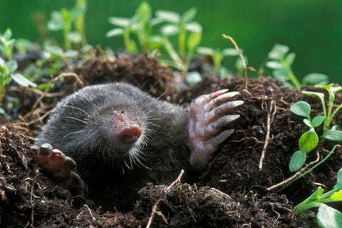 get rid of moles in yard