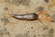 get rid silverfish