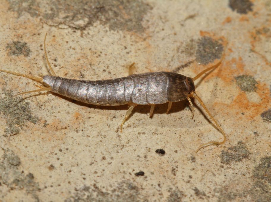 How To Get Rid of Silverfish - Get Rid of Silverfish Naturally