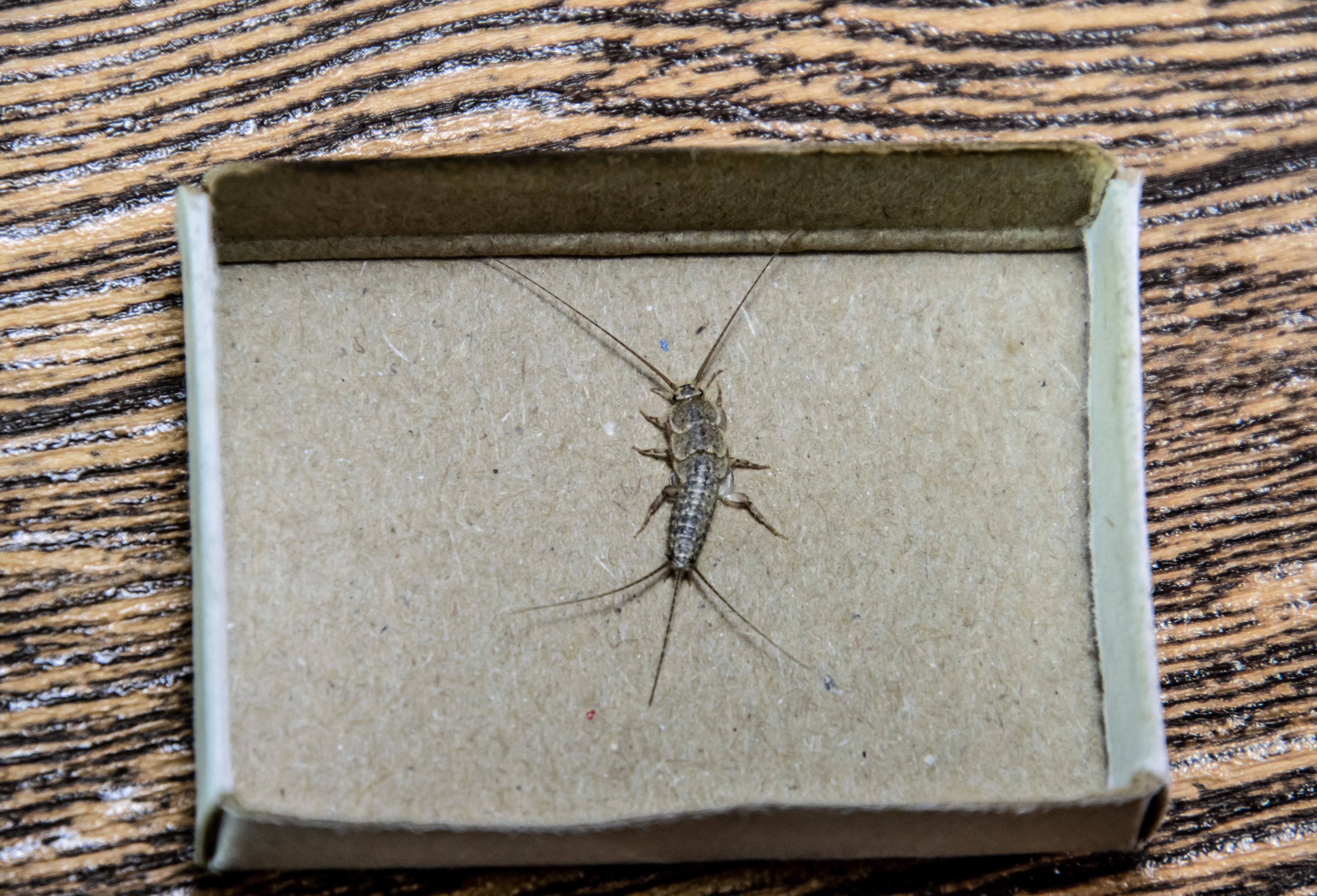 How To Get Rid of Silverfish - Get Rid of Silverfish Naturally