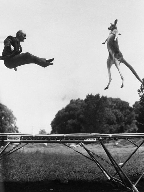 george nissen inventor of the trampoline, stages a photo op of himself bouncing with a kangaroo as a publicity stunt