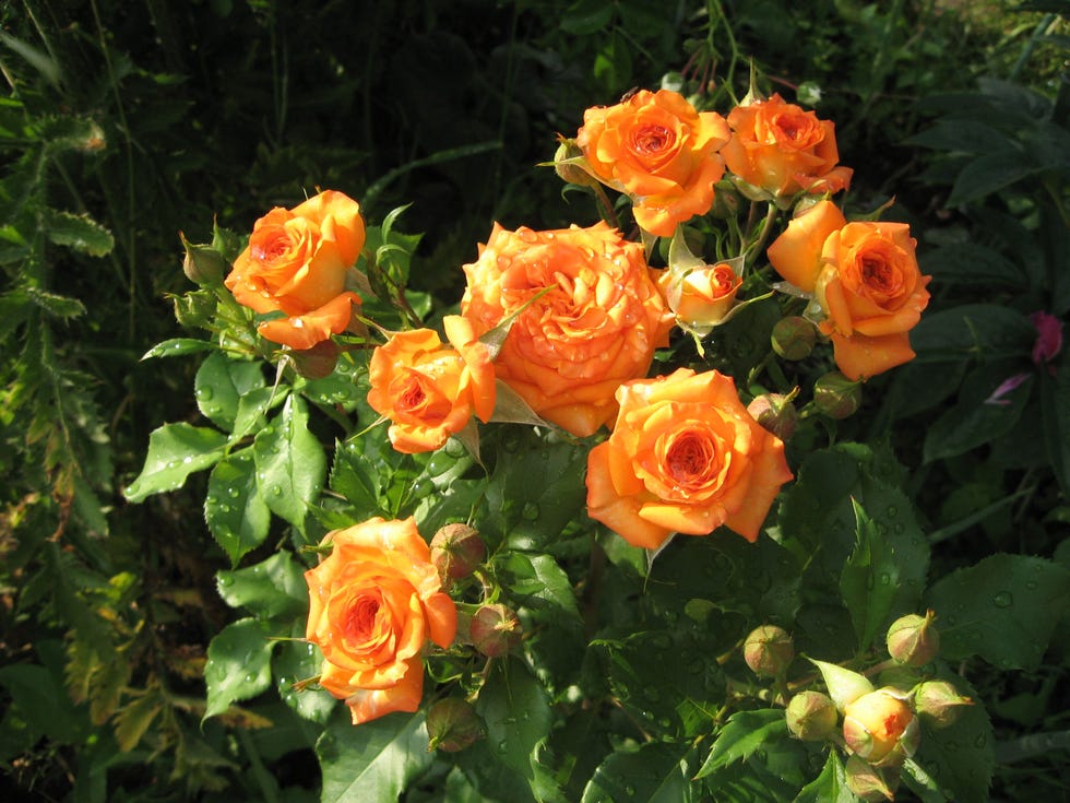 rosal con flores de color naranja coral