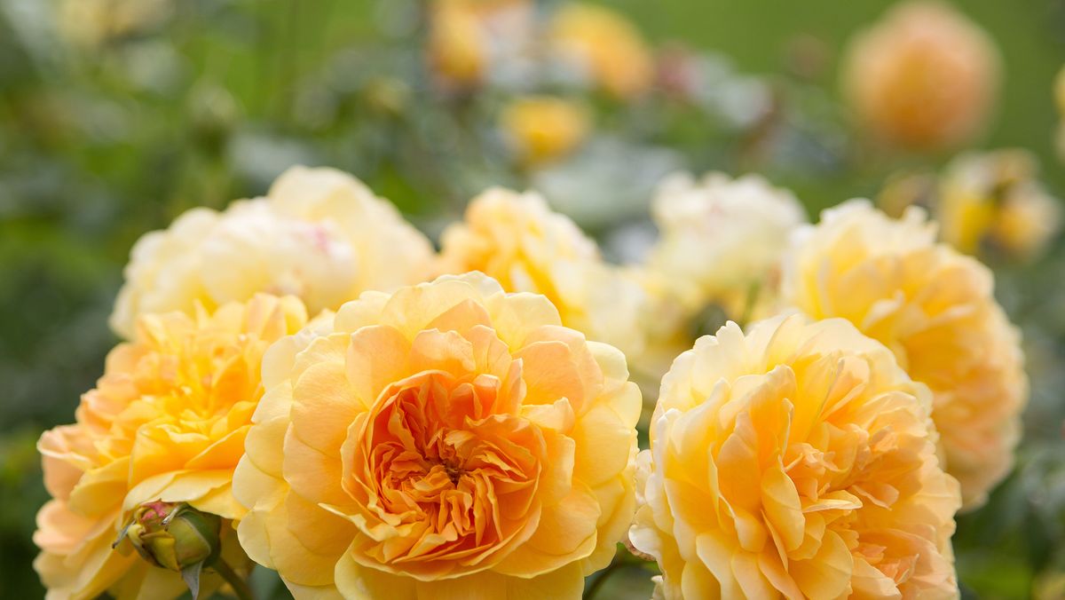 preview for Cómo cuidar las rosas, la flor más bella y pasional que puedes tener en tu jardín