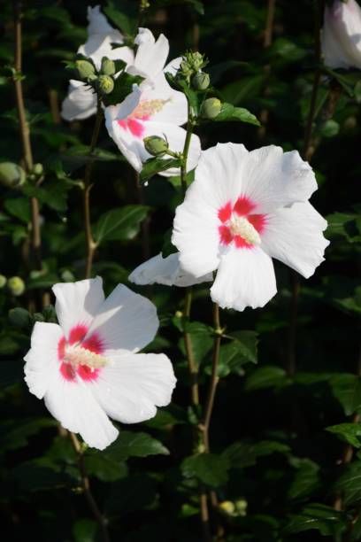 best flowering plants rose of sharon
