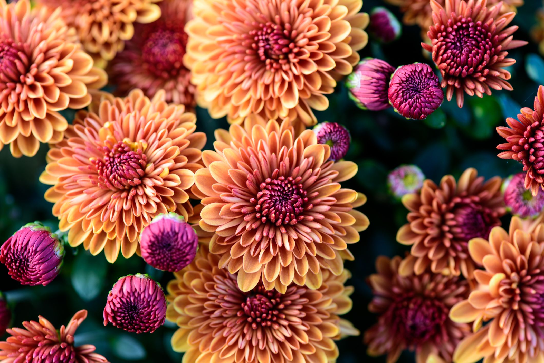 Fall Flowers Desktop Wallpaper Best Flower Site