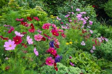bright border of summer flowers, pink and deep red cosmos flowers, yellow daisies, pink penstemon flowers and purple delphinium flowers in english country garden, surrey, uk.