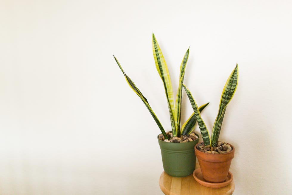 These Are The Most Popular Houseplants In Every State In The U.s.