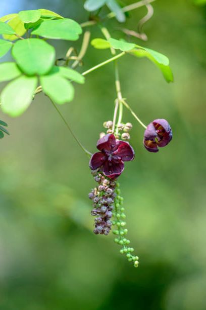 fast flowering vines of chocolate akebia quinata