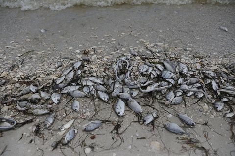 Toxic Red Tide On Florida's Southwest Coast Killing Hundreds Of Turtles And Fish