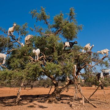 geiten in de arganbomen in het zuidwesten van marokko