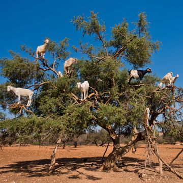 geiten in de arganbomen in het zuidwesten van marokko