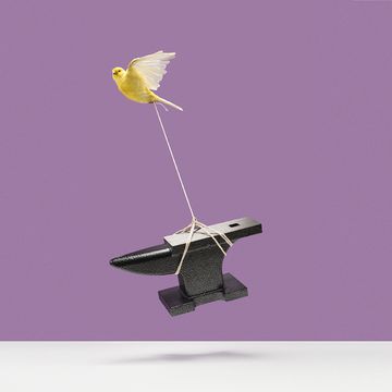 yellow canary lifting a heavy iron anvil off of white surface with string, purple background