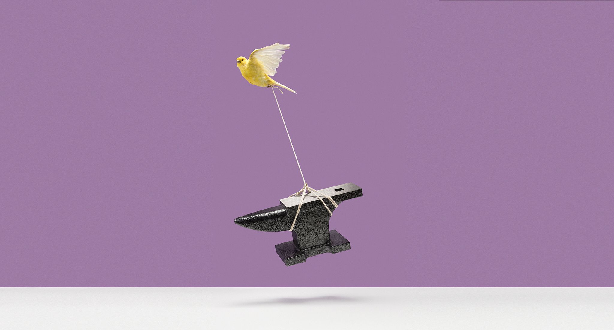 yellow canary lifting a heavy iron anvil off of white surface with string, purple background