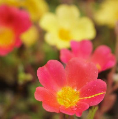 flowers of the moss rose portulaca grandiflora after the rain in a garden in the philippines
