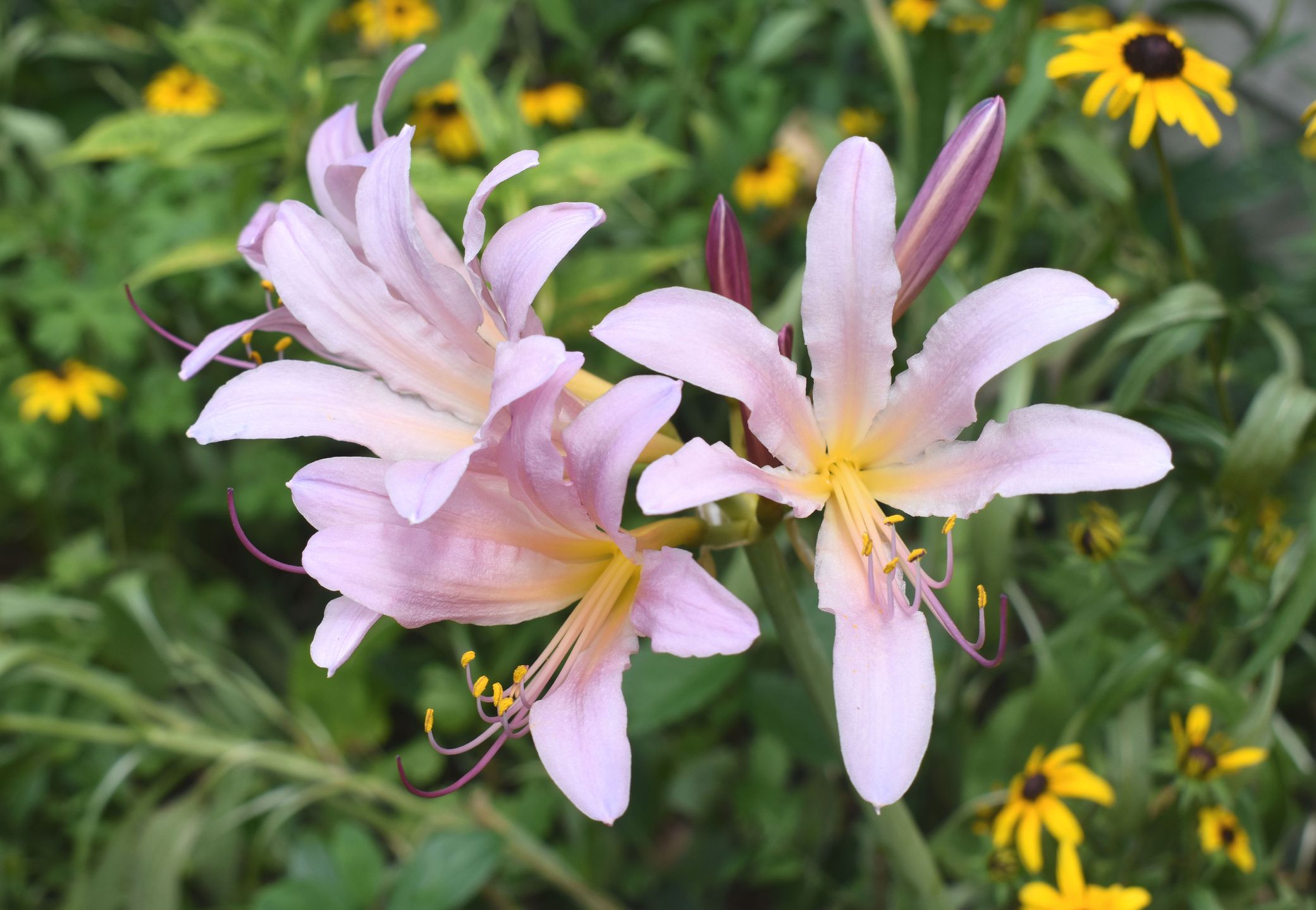 Magic Lilies Are the Fun, Colorful Pink Flowers You'll Want to Plant This  September