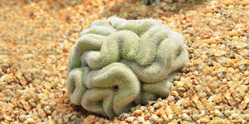 brain cactus in the gardens by the bay, singapore