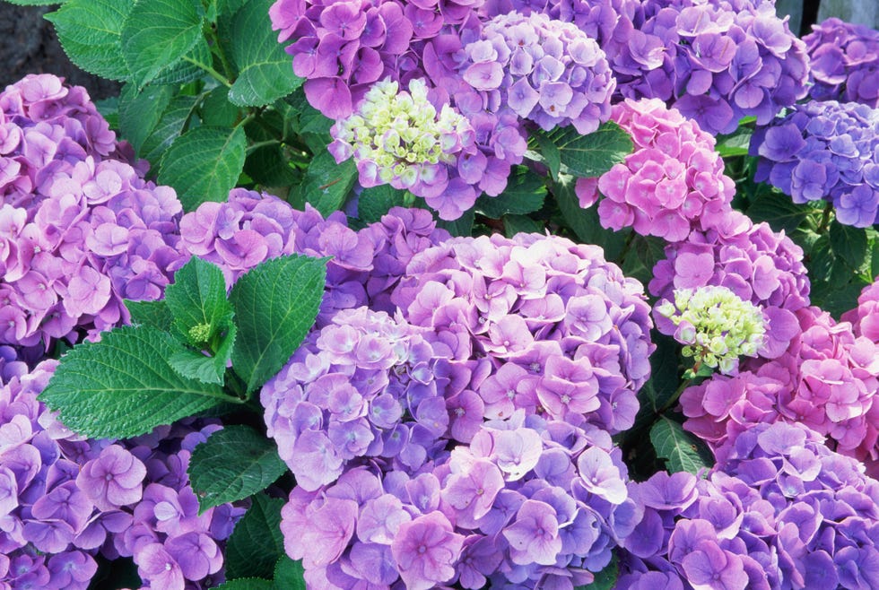 flores de las hortensias