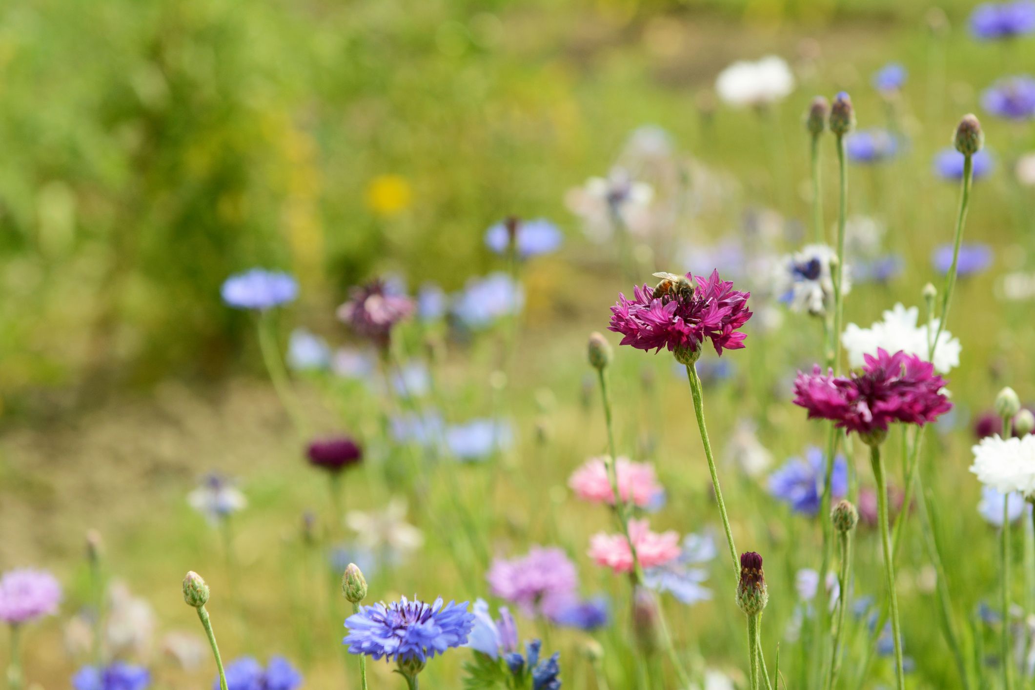 How to grow a wildflower meadow