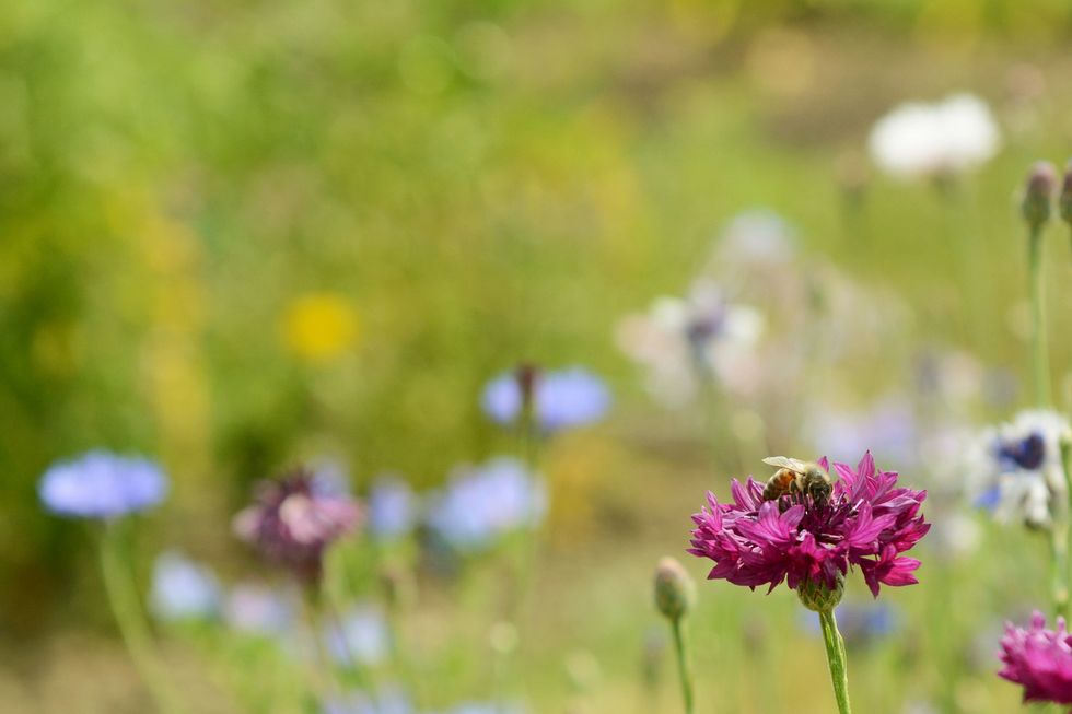 Top 20 FAQs About Wildflowers and Meadows