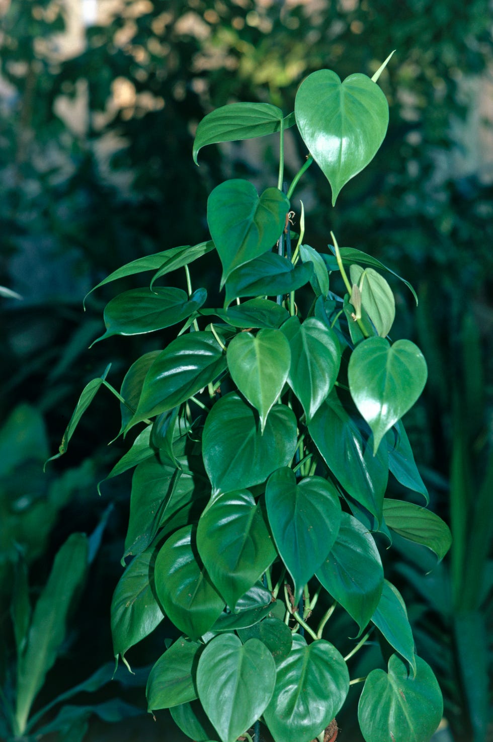Leaf, Plant, Flower, Flowering plant, Tree, Houseplant, Herb, Piper auritum, 