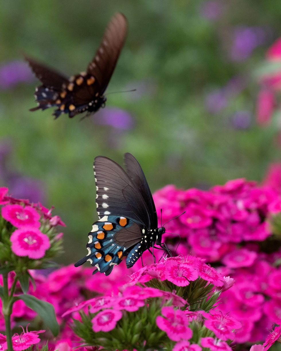 Black Swallowtail Butterflies in the Colorful Garden