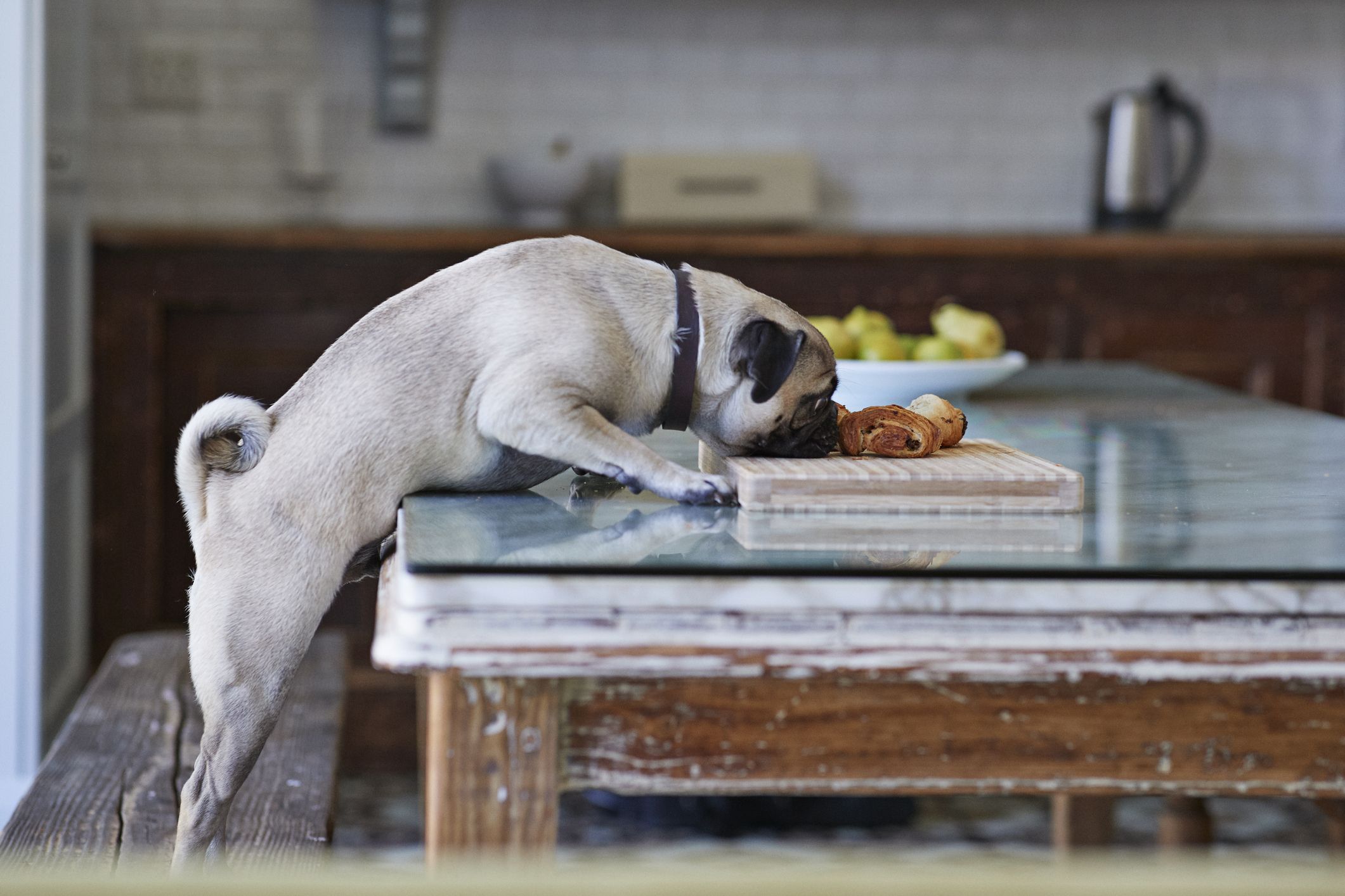 How much chocolate does it take hot sale to make a dog sick