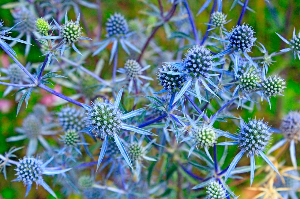 mediterranean garden