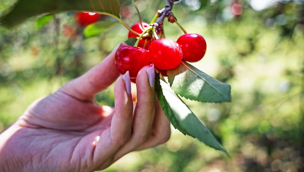 a hand holding a branch with cherries on it