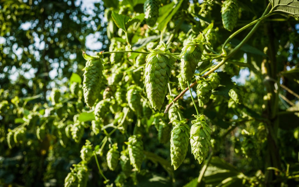hops plant