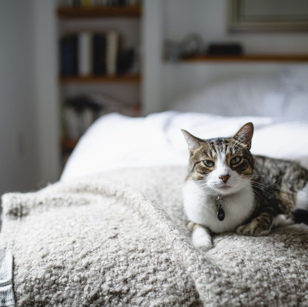 Tabby cat on a bed