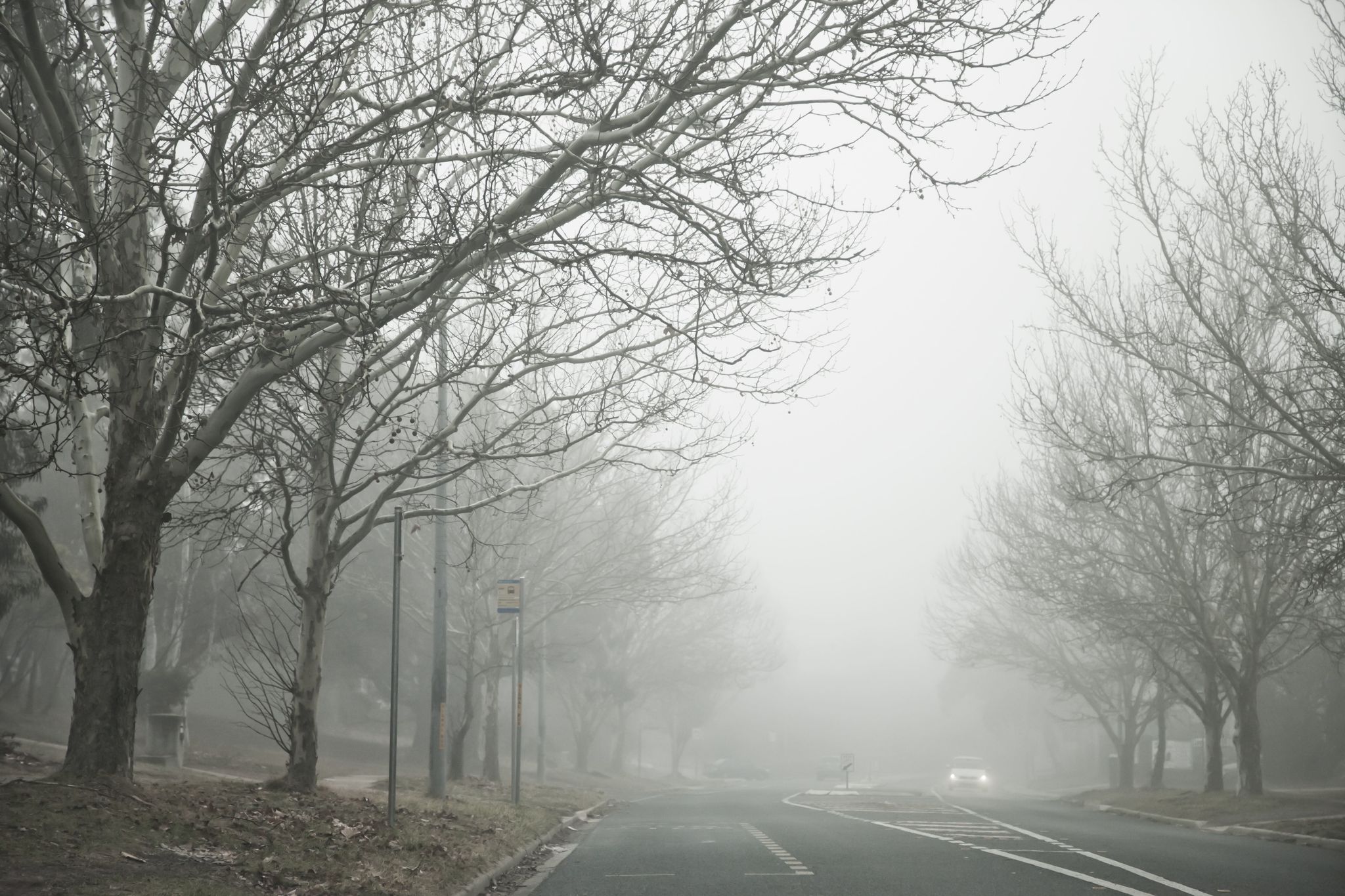 suburban street on a foggy winter morning