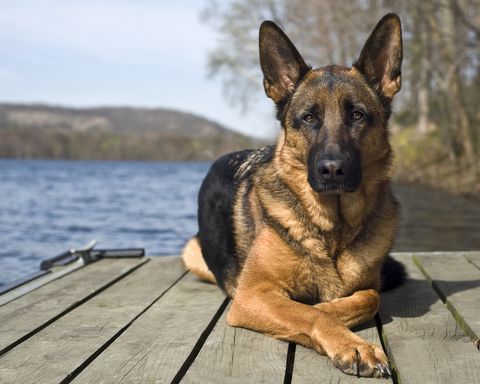 german shepherd dog sitting on dock
