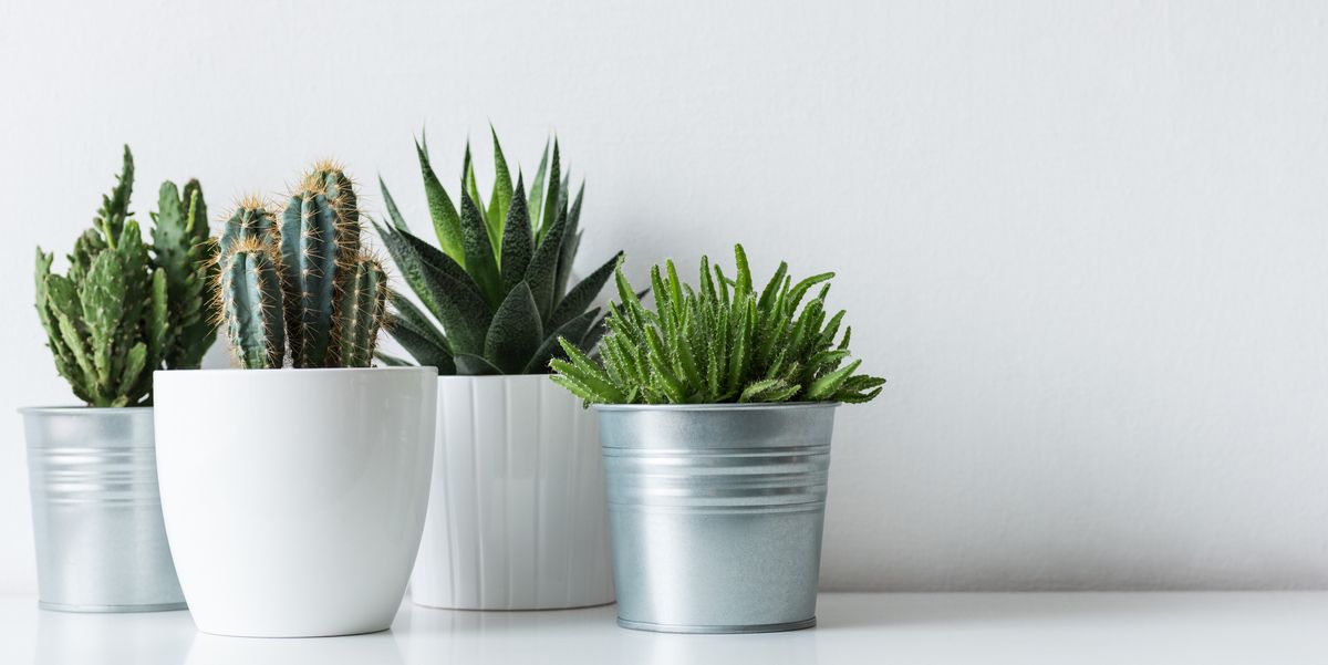 Close-Up Of Potted Plants Against White Background