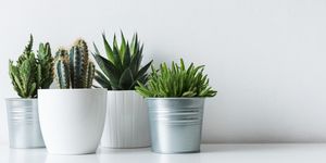 Close-Up Of Potted Plants Against White Background