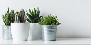 Close-Up Of Potted Plants Against White Background