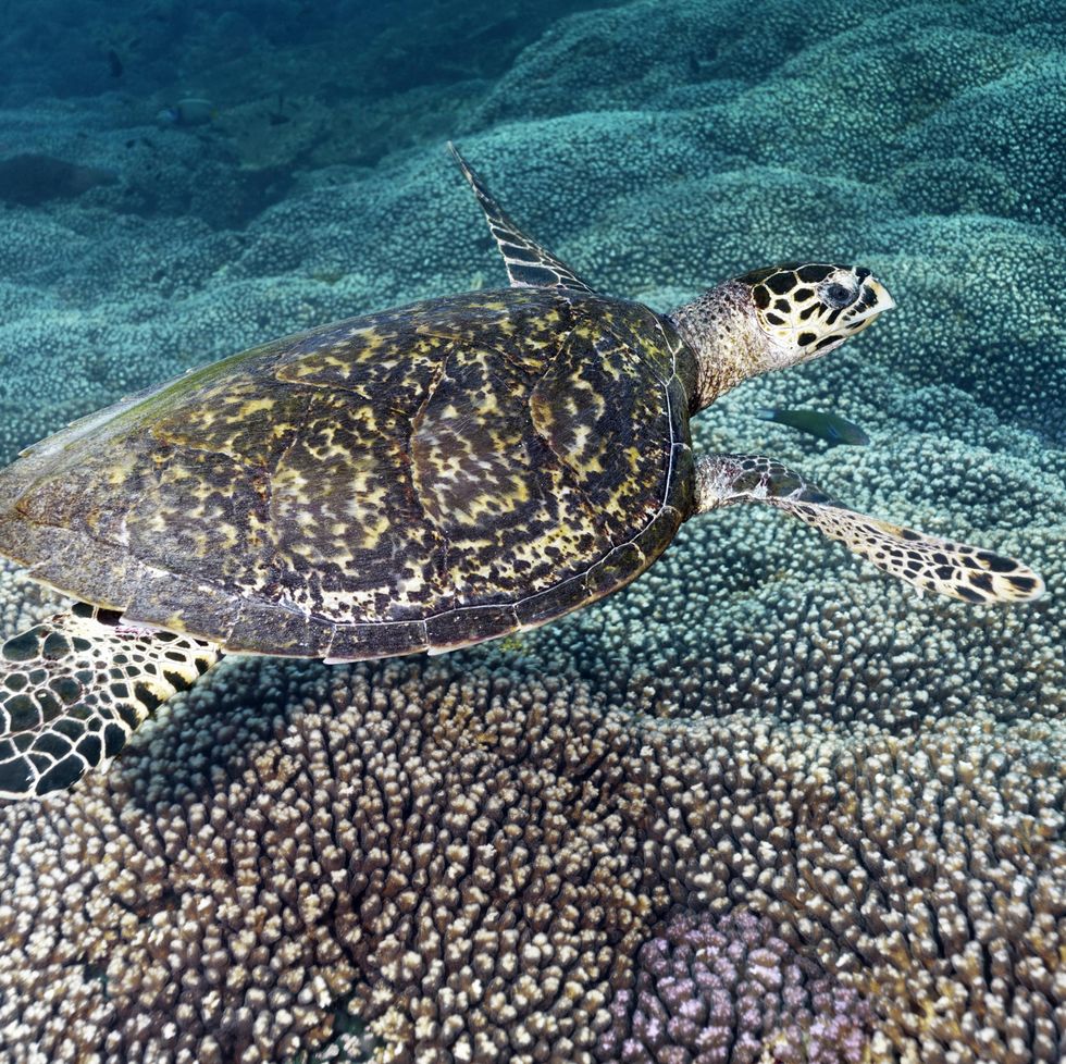 Hawksbill sea turtle (Eretmochelys imbricata), floats over Coral Reef, Daymaniyat Islands Nature Reserve, Indian Ocean, Khawr Suwasi, Al-Batina Province, Oman